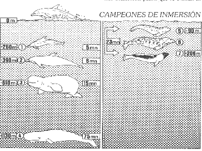 Inmersión de los mamiferos marinbos